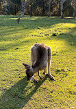 Parque de conservación del lago Coombabah