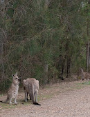 Coombabah Lake Conservation Park