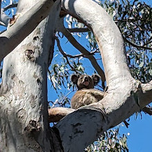 Coombabah Lake Conservation Park