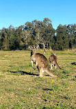 Parque de conservación del lago Coombabah