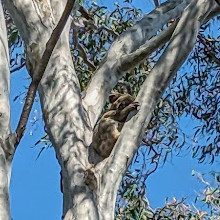 Coombabah Lake Conservation Park