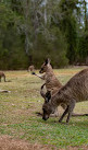 Coombabah Lake Conservation Park