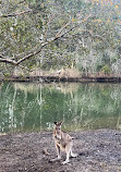 Parque de conservación del lago Coombabah