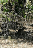 Parque de conservación del lago Coombabah