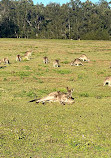 Parque de conservación del lago Coombabah