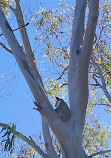 Coombabah Lake Conservation Park