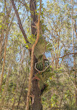 Coombabah Lake Conservation Park