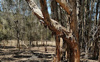 Parque de conservación del lago Coombabah