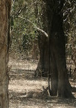 Parque de conservación del lago Coombabah