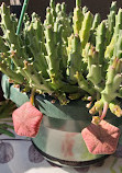 Rare plants market in Grugapark