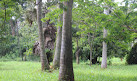 Legon Botanical Gardens Playground