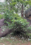 Sigiriya