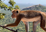 Sigiriya