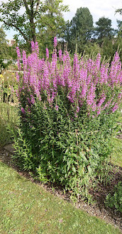 Botanische tuin van de Universiteit van Fribourg