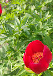 Fribourg University Botanical Garden