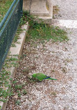 Zappeion Garden