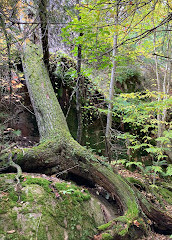 Sentiero della palude di mirtilli rossi