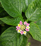 Tropical Butterfly House