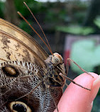 Tropical Butterfly House