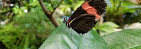 Tropical Butterfly House