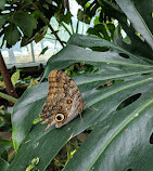 Tropical Butterfly House