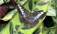 Tropical Butterfly House