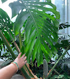 Tropical Butterfly House