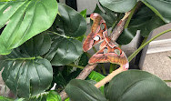 Tropical Butterfly House