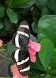 Tropical Butterfly House