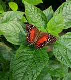 Tropical Butterfly House