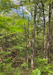 Scenic Caves Suspension Bridge