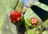 Arid Garden