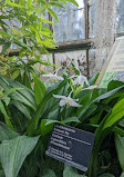 The Friends of the Botanical Garden of Montreal