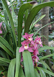 The Friends of the Botanical Garden of Montreal