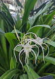 The Friends of the Botanical Garden of Montreal