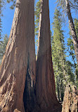 Sequoia National Forest