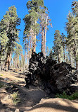 Sequoia National Forest