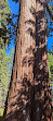 Sequoia National Forest