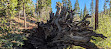 Sequoia National Forest