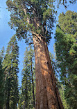 Sequoia National Forest