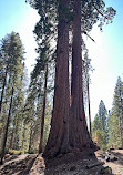 Sequoia National Forest