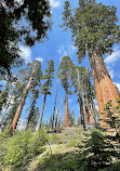 Sequoia National Forest