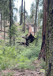 Sequoia National Forest