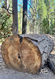 Sequoia National Forest