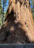 Sequoia National Forest