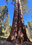 Sequoia National Forest