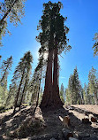 Sequoia National Forest