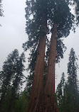 Sequoia National Forest