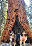 Sequoia National Forest