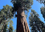 Sequoia National Forest